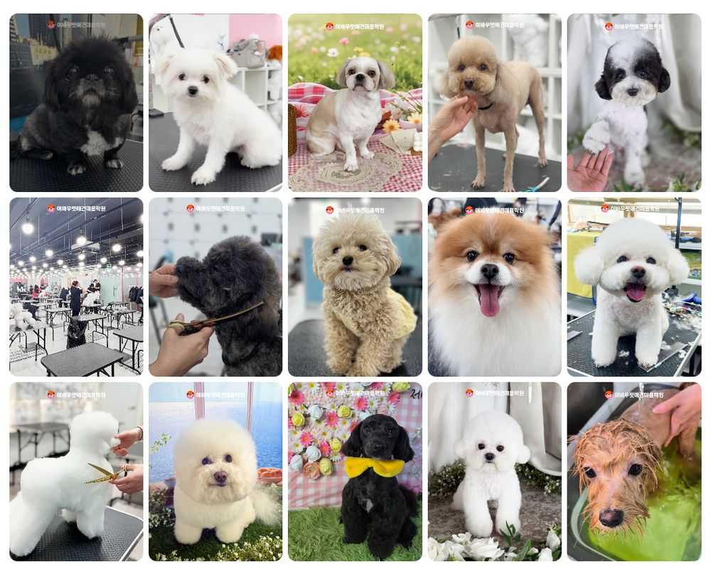 이바우펫 학원을 다녀간 반려견들과 실습 현장 사진 모음